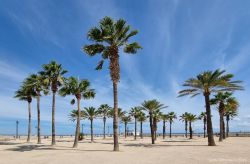 Palmen am Strand